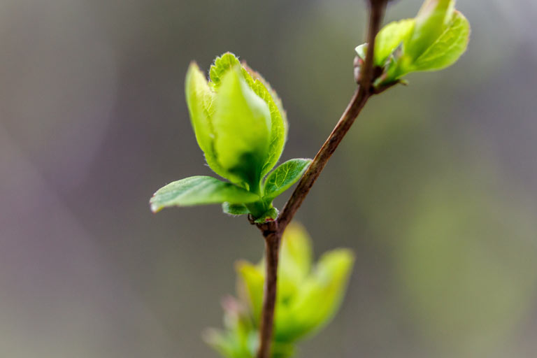 Resources. bud-shoots-fw